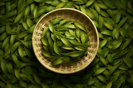 浓香的绿色茶叶图片