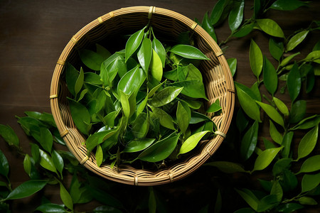新鲜的绿色茶叶背景图片