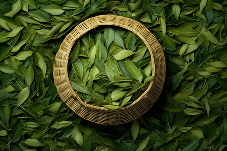 茶园的绿茶图片