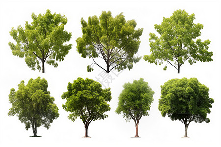 绿色的植物树木背景图片