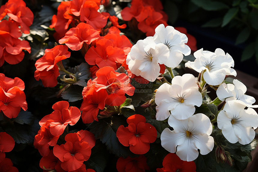 盛开的红白色鲜花图片