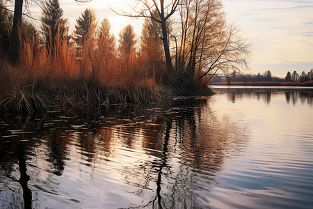 公园内湖边的芦苇自然风景-广告图片
