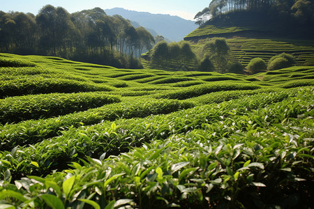 美丽的户外茶园图片