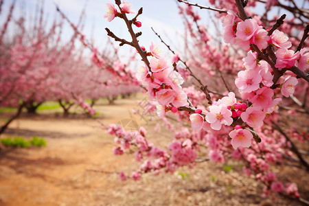 树枝上美丽的桃花图片