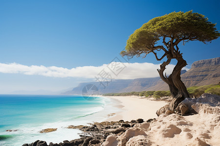 清澈海洋中的一颗孤独之树背景图片