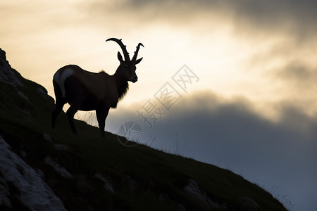 鼻角羚羊冬季山羊之影背景