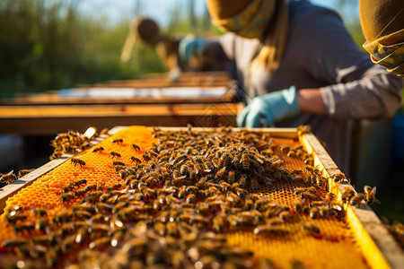 你好夏季框架收集蜂蜜的养蜂人背景