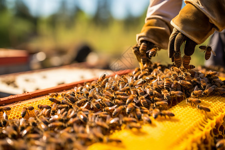 你好夏季框架人工养殖的蜜蜂箱背景