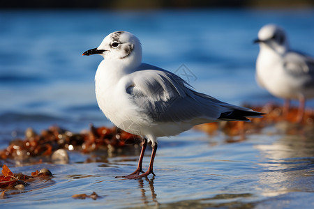 沙滩上的白色海鸥图片