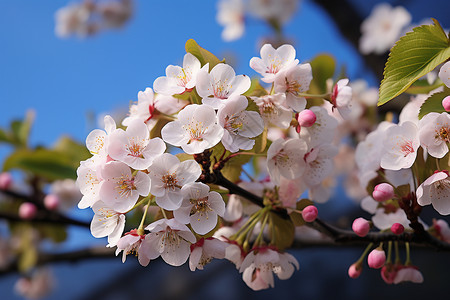 春天户外花园盛开的樱花图片