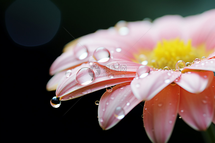 花朵上的露珠图片