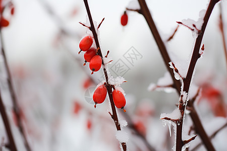 冬日中的浆果图片