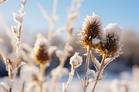 雪中刺蓟花朵图片