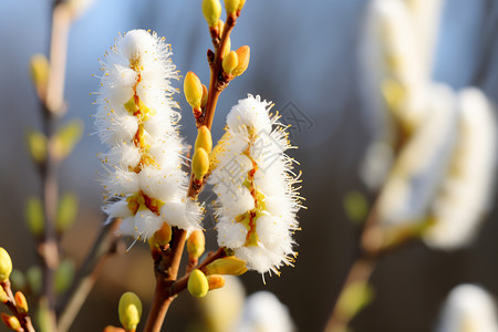 盛开的白花棉花开花素材高清图片