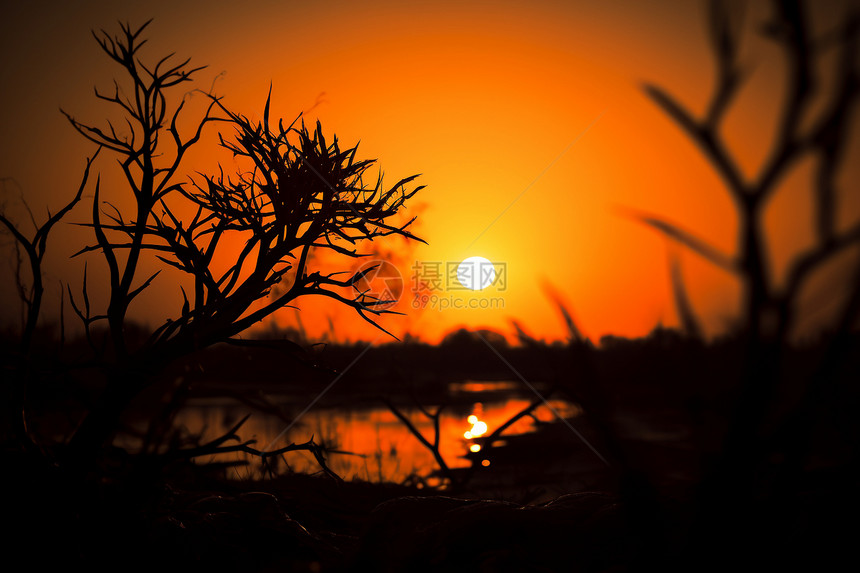 树枝后的夕阳图片