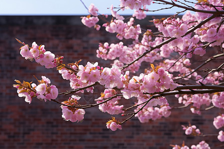 盛放的樱花背景图片