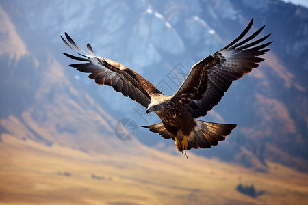 山巅翱翔的老鹰图片