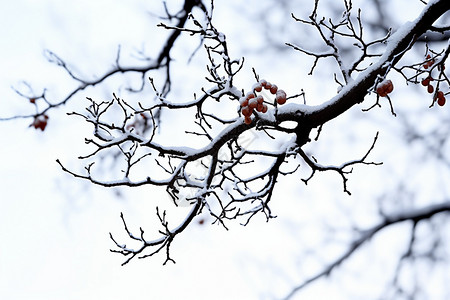 寂静冬日中的树枝图片