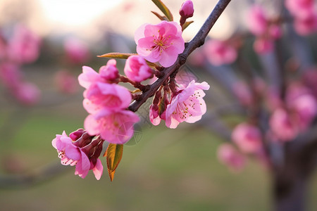 树枝上盛开的桃花图片