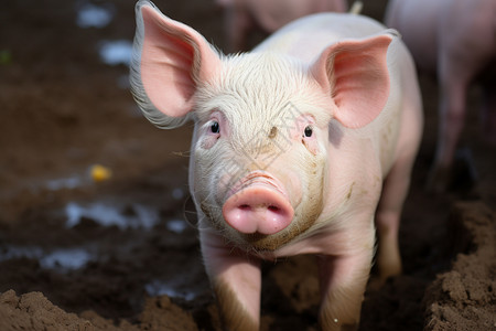 农村养殖场中养殖的猪崽图片