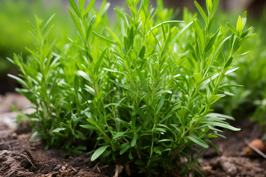 农业种植的迷迭香植物图片