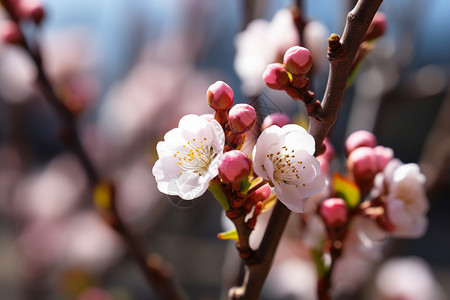 春意盎然的桃花图片