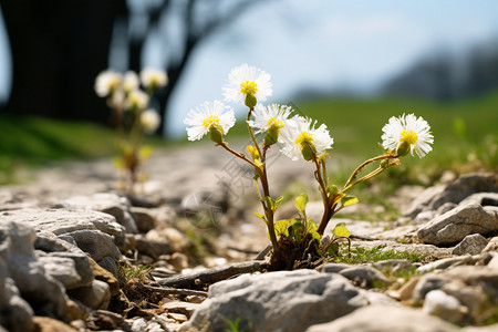 山间石峰中绽放的白色花朵图片