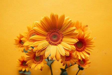 黄色背景上的黄色花朵图片