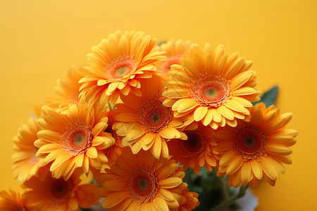 新鲜采摘的黄色花朵高清图片