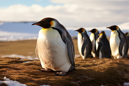 可爱的企鹅群图片