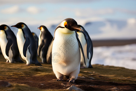 南极的企鹅群图片
