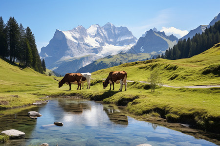 雪山草原上放牧的牛群背景图片