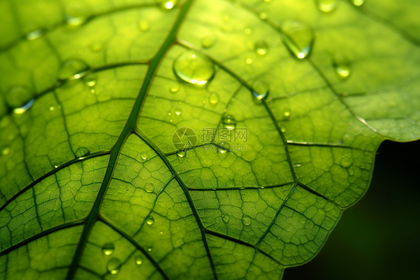 绿叶的宏观纹理与水滴图片