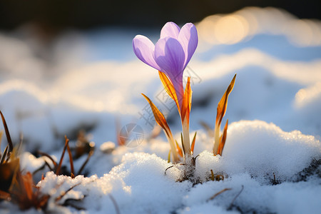 美丽的雪花莲户外雪地中盛开的雪花莲背景