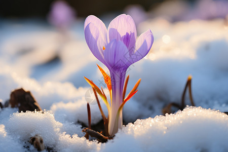 雪地中盛开的雪花莲高清图片