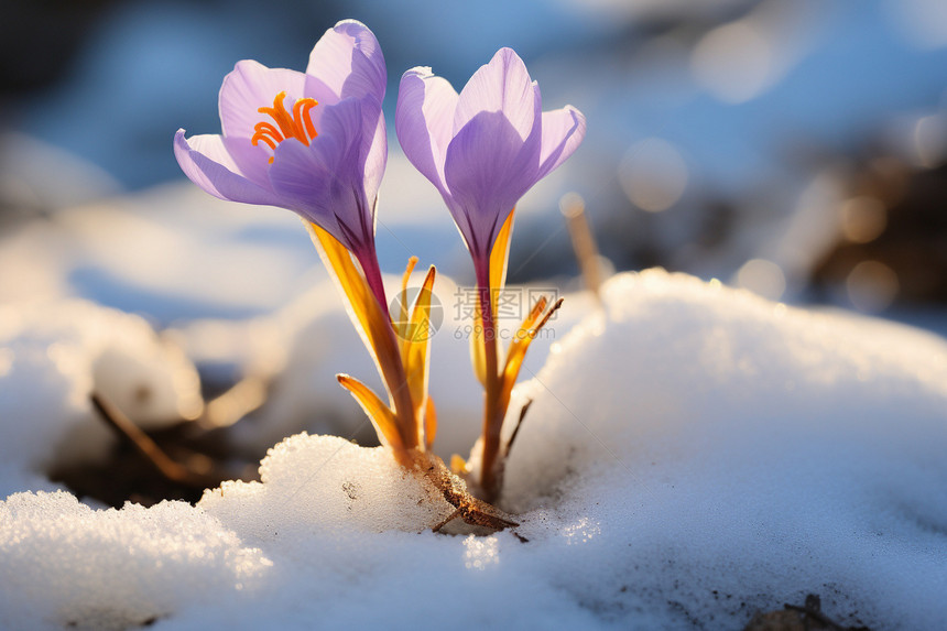 美丽的雪花莲花朵图片