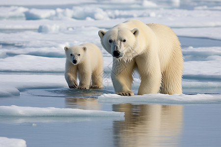 北极冰川中的北极熊母子图片