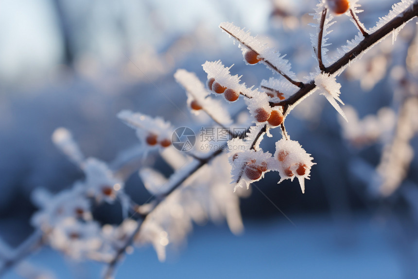 冬季户外霜冻的树叶图片