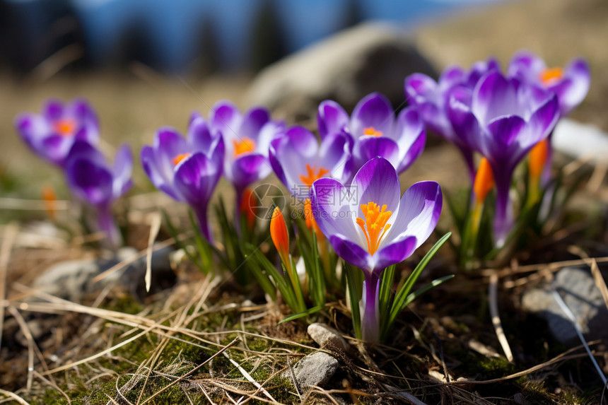 春天山脉中盛开的紫色花朵图片