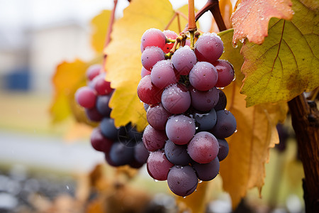 农场中成熟的葡萄背景图片