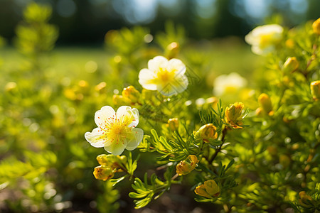 夏季美丽的小黄花图片