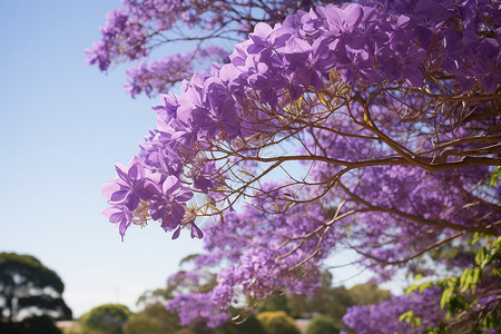 美丽的紫荆树图片