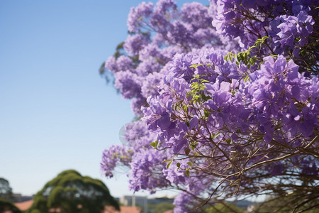 夏天户外盛开的紫荆树图片