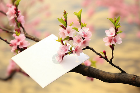 春天户外樱花树上的图片