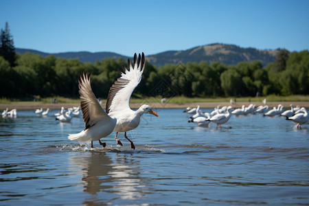 鹈鹕科水禽统称森林湖泊中的白天鹅背景