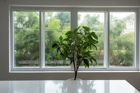 现代室内房间的绿植盆栽图片