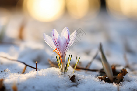 美丽的雪花莲冬季里绽放的紫色小花背景