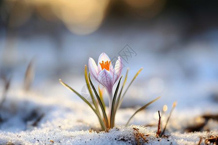 美丽的雪花莲高清图片