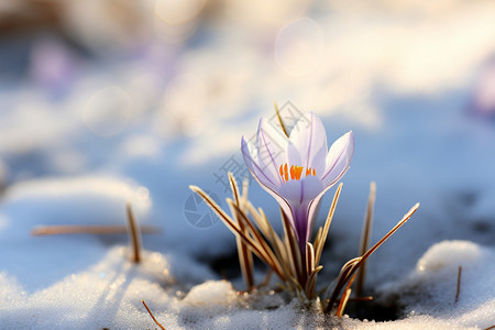 雪地中盛开的雪花莲高清图片