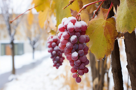 冬季户外成熟的葡萄果实图片